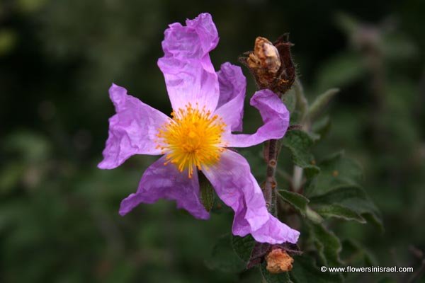 Cistus incanus